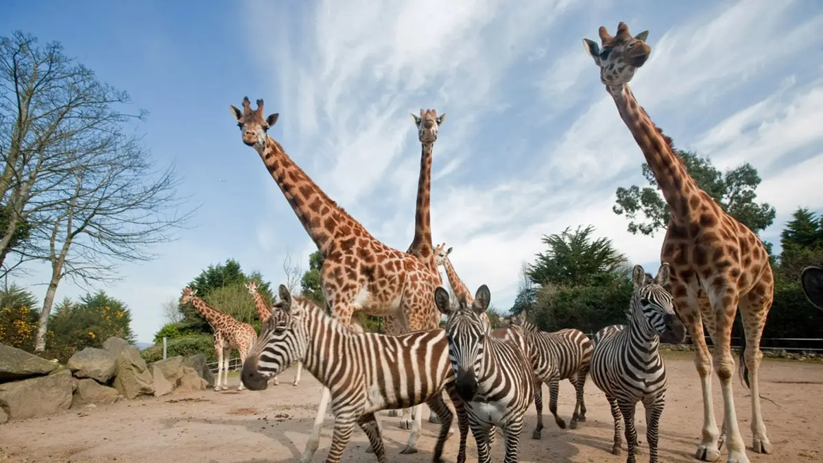 Belfast Zoo