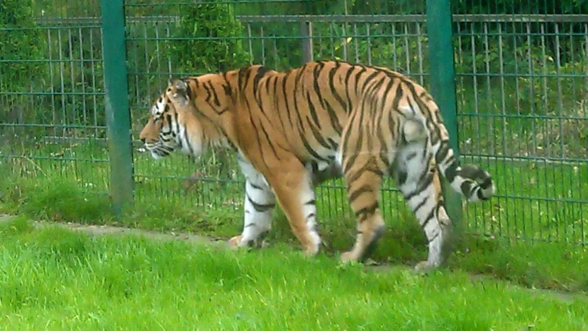 Blackpool Zoo