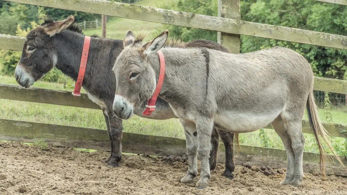 The Donkey Sanctuary