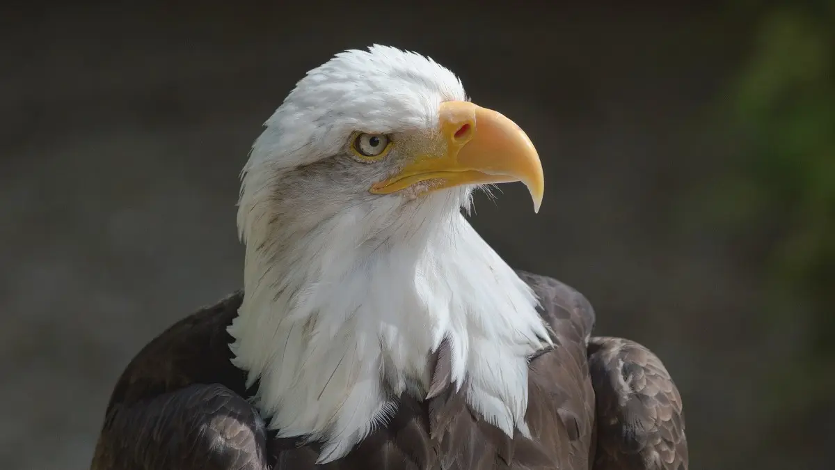 Hawk Conservancy Trust