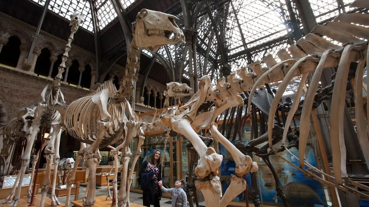 Oxford University Museum of Natural History