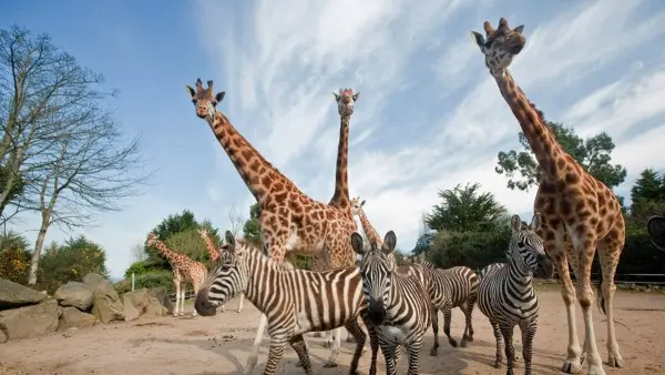 Belfast Zoo