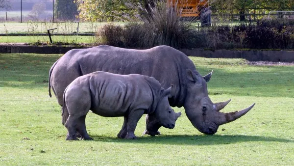 Cotswold Wildlife Park