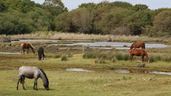 Lepe Country Park