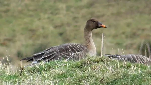 RSPB Saltholme